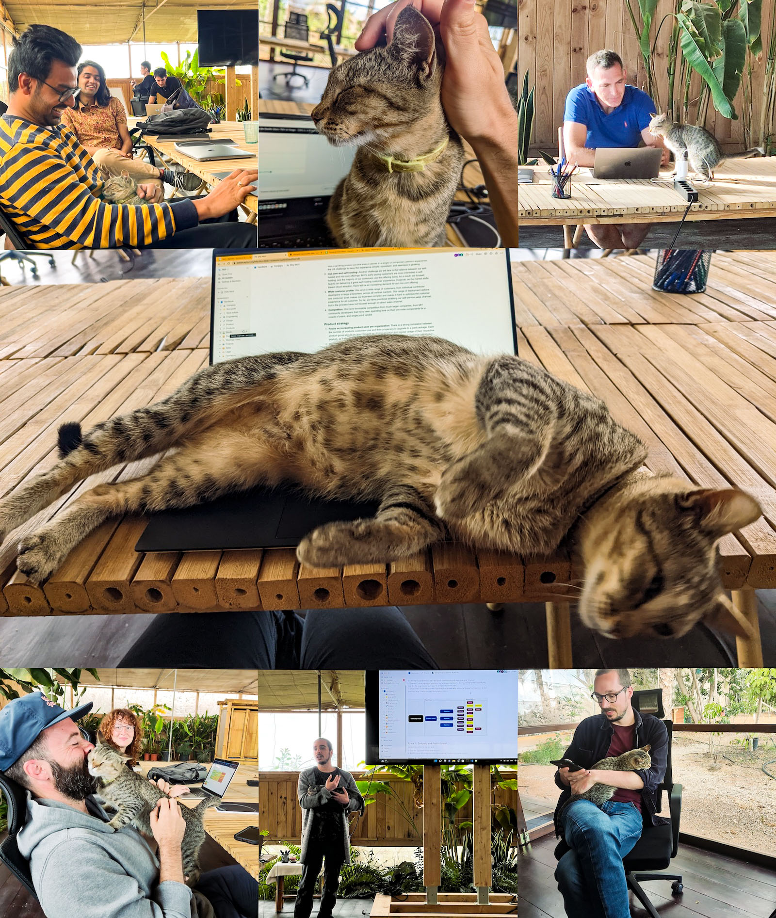 Collage of several photos of the MUI team members cuddling with the neighborhood cat during our work sessions.